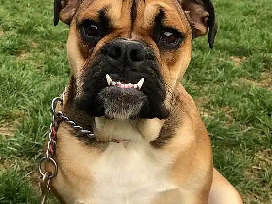 Dog, Plant, Dog breed, Carnivore, Companion dog, Fawn, Collar, Wrinkle, Grass, Snout, Dog Collar, Working Animal, Whiskers, Canidae, Tree, Molosser, Working Dog, Guard Dog, Boxer