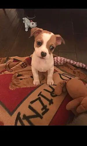 Name Chihuahua Dog Bodie