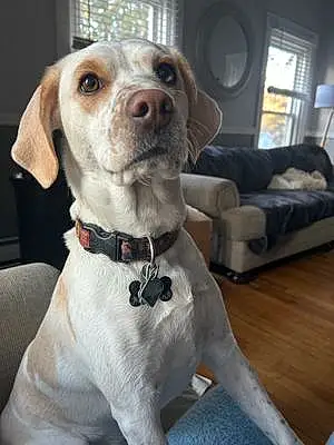 Name Beagle Dog Alfie