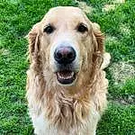 Dog, Dog breed, Carnivore, Companion dog, Fawn, Grass, Snout, Gun Dog, Working Animal, Canidae, Whiskers, Golden Retriever, Furry friends, Terrestrial Animal, Plant, Working Dog