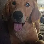 Dog, Carnivore, Ear, Dog breed, Whiskers, Fawn, Companion dog, Canidae, Furry friends, Selfie, Happy, Working Animal, Gun Dog, Puppy, Golden Retriever