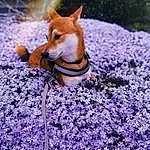 Flower, Plant, Botany, Light, Purple, Dog, Petal, People In Nature, Grass, Carnivore, Fawn, Tree, Wood, Lavender, Groundcover, Herbaceous Plant, Flowering Plant, Landscape, Companion dog, Whiskers