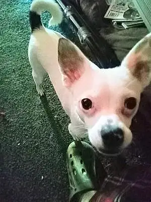 Name Chihuahua Dog Moxie