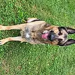 Dog, Dog breed, Carnivore, German Shepherd Dog, Grass, Fawn, Companion dog, Snout, Herding Dog, Groundcover, Tail, Canidae, Terrestrial Animal, Working Dog, Plant, Puppy, King Shepherd, Herbaceous Plant, Old German Shepherd Dog
