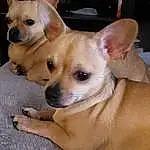 Dog, Dog breed, Carnivore, Ear, Companion dog, Fawn, Whiskers, Toy Dog, Snout, Working Animal, Canidae, Dog Supply, Chihuahua, Furry friends, Collar, Terrestrial Animal, Puppy, Corgi-chihuahua, Non-sporting Group