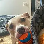 Dog, Dog breed, Dog Supply, Pet Supply, Carnivore, Ball, Working Animal, Companion dog, Fawn, Snout, Soccer Ball, Canidae, Comfort, Dog Toy, Sports Toy, Tennis Ball, Toy, Football, Collar