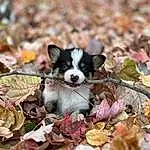 Dog, Dog breed, Plant, Leaf, Carnivore, Fawn, Companion dog, Snout, Grass, Terrestrial Animal, Canidae, Soil, Toy Dog, Groundcover, Working Animal, Furry friends, Annual Plant, Recipe