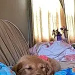 Dog, Comfort, Curtain, Blue, Dog breed, Carnivore, Chair, Companion dog, Fawn, Window, Room, Linens, Wood, Bedding, Bedtime, Window Treatment, Nap, Canidae, Furry friends