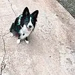 Dog, Carnivore, Companion dog, Road Surface, Whiskers, Dog breed, Tail, Asphalt, Working Animal, Canidae, Furry friends, Soil, Paw, Herding Dog, Shadow, Working Dog, Non-sporting Group, Road