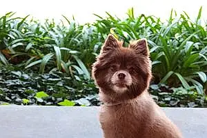 Name Pomeranian Dog Abby