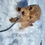 Snow, Dog, Carnivore, Fawn, Dog breed, Freezing, Companion dog, Snout, Winter, Furry friends, Terrier, Toy, Dog Supply, Terrestrial Animal, Working Animal, Canidae, Small Terrier