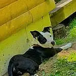 Plant, Dog breed, Working Animal, Carnivore, Fawn, Grass, Terrestrial Animal, Snout, Livestock, Canidae, Dairy Cow, Landscape, Groundcover, Pasture, Companion dog, Soil, Cow-goat Family