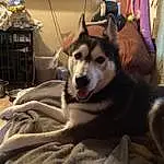 Dog, Dog breed, Sled Dog, Carnivore, Companion dog, Wolf, Curtain, Snout, Canis, Furry friends, Whiskers, Canidae, Working Animal, Working Dog, Smile, Fang, Siberian Husky, Comfort, Non-sporting Group