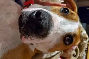 Name Staffordshire Bull Terrier Dog Jessie