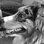 Dog, Carnivore, Style, Black-and-white, Dog breed, Companion dog, Whiskers, Snout, Black & White, Monochrome, Furry friends, Herding Dog, Border Collie, Fang, Working Dog, Terrestrial Animal, Gun Dog, Street dog, Photography, Ancient Dog Breeds