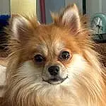 Dog, Eyes, Dog breed, Carnivore, Fawn, Ear, German Spitz, Spitz, Toy Dog, Whiskers, Companion dog, Liver, Working Animal, Snout, Canidae, Dog Supply, German Spitz Klein, Furry friends, Polka Dot