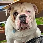Dog, Bulldog, Dog breed, Carnivore, Collar, Companion dog, Fawn, Wrinkle, Plant, Working Animal, Snout, Grass, Dog Collar, Canidae, Whiskers, Toy Dog, Working Dog, Non-sporting Group, Old English Bulldog