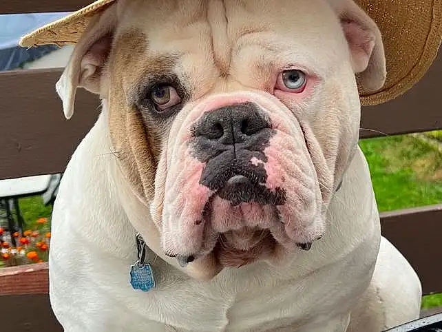 Dog, Bulldog, Dog breed, Carnivore, Collar, Companion dog, Fawn, Wrinkle, Plant, Working Animal, Snout, Grass, Dog Collar, Canidae, Whiskers, Toy Dog, Working Dog, Non-sporting Group, Old English Bulldog