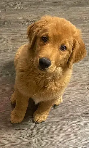 Name Golden Retriever Dog Chester
