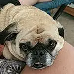 Pug, Dog, Carnivore, Dog breed, Whiskers, Fawn, Companion dog, Wrinkle, Toy Dog, Snout, Working Animal, Canidae, Terrestrial Animal, Puppy love, Puppy, Comfort, Ancient Dog Breeds, Furry friends, Non-sporting Group