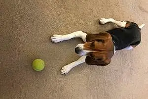 Beagle Dog Max