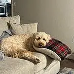 Dog, Dog breed, Comfort, Carnivore, Companion dog, Couch, Fawn, Rectangle, Living Room, Pet Supply, Water Dog, Working Animal, Room, Poodle, Dog Supply, Throw Pillow, Canidae, Television
