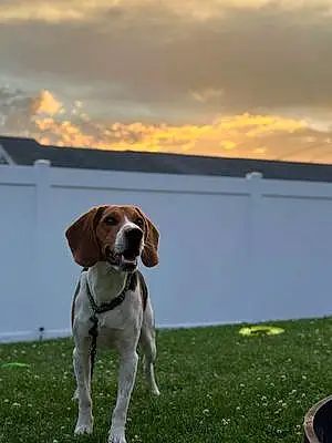 Name Beagle Dog Bosco