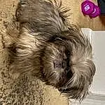 Dog, Carnivore, Grey, Liver, Dog breed, Companion dog, Toy Dog, Tail, Small Terrier, Terrier, Working Animal, Felidae, Schnauzer, Furry friends, Paw, Whiskers, Carmine, Yorkipoo, Canidae