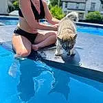 Water, Blue, Dog, Sky, Cloud, Smile, Dog breed, Carnivore, Brassiere, Leisure, Thigh, Fawn, Outdoor Furniture, Companion dog, Swimwear, Summer, Fun, Electric Blue