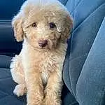 Dog, Dog breed, Carnivore, Companion dog, Working Animal, Toy Dog, Snout, Terrier, Small Terrier, Canidae, Dog Collar, Furry friends, Maltepoo, Labradoodle, Electric Blue, Poodle, Water Dog, Non-sporting Group, Shih-poo