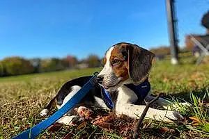 Name Beagle Dog Carter