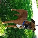 Dog, Canidae, Dog breed, Boxer, Carnivore, Fawn, Grass, Tosa, Tree, Plant, American Staffordshire Terrier, Boerboel