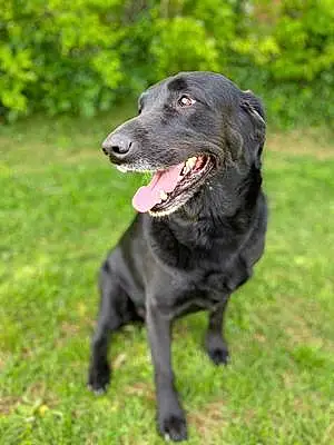 Name Labrador Retriever Dog Anna