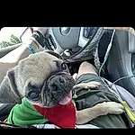 Dog, Comfort, Pug, Automotive Tire, Vroom Vroom, Automotive Lighting, Carnivore, Fawn, Vehicle Door, Car Seat Cover, Font, Automotive Design, Companion dog, Grass, Personal Luxury Car, Bag, Car Seat, Steering Wheel, Luggage And Bags, Trunk