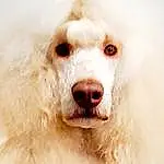 Dog, Dog breed, Carnivore, Jaw, Working Animal, Companion dog, Ear, Canidae, Furry friends, Shout, Ball, Whiskers, Happy, Art, Non-sporting Group, Poodle
