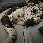 Dog, Comfort, Felidae, Couch, Dog breed, Carnivore, Grey, Small To Medium-sized Cats, Fawn, Whiskers, Companion dog, Snout, Terrestrial Animal, Linens, Bedding, Paw, Furry friends, Bed Sheet, Canidae