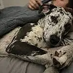 Dog, Dalmatian, Dog breed, Carnivore, Grey, Whiskers, Companion dog, Fawn, Working Animal, Snout, Couch, Comfort, Military Camouflage, Canidae, Guard Dog, Terrestrial Animal, Non-sporting Group, Braque Dauvergne, Sitting