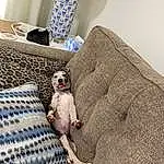 Couch, Dog, Furniture, Comfort, Textile, Carnivore, Grey, Fawn, Wood, Bag, Companion dog, Pillow, Living Room, Linens, Sunglasses, Chair, Pattern, Eyewear, Toy