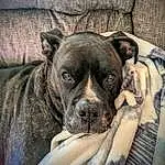 Dog, Dog breed, Carnivore, Comfort, Companion dog, Fawn, Working Animal, Whiskers, Snout, Wrinkle, Terrestrial Animal, Canidae, Toy Dog, Boxer, Molosser, Linens, Furry friends, Non-sporting Group, Working Dog