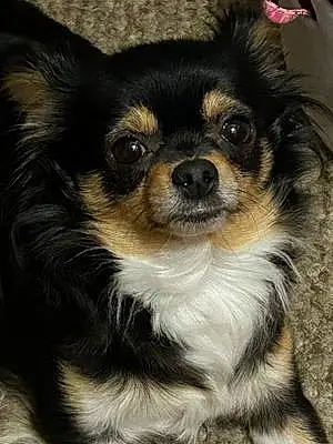 Name Chihuahua Dog Mini