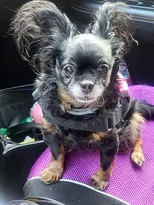 Chihuahua Dog Layla Mae