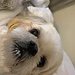 Dog, Dog breed, Carnivore, Ear, Companion dog, Fawn, Working Animal, Toy Dog, Whiskers, Snout, Shih Tzu, Small Terrier, Terrier, Canidae, Furry friends, Mal-shi, Comfort, Terrestrial Animal, Maltepoo