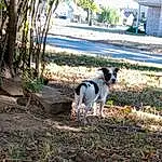 Plant, Dog, Tree, Carnivore, Grass, Dog breed, Woody Plant, Companion dog, Sky, Tints And Shades, Shade, Tail, Soil, Terrier, Shadow, Shrub, Landscape, Non-sporting Group, Working Dog