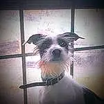 Dog, Dog breed, Carnivore, Companion dog, Collar, Tints And Shades, Working Animal, Snout, Small Terrier, Toy Dog, Canidae, Cloud, Pet Supply, Terrier, Meteorological Phenomenon, Square, Whiskers, Eyewear, Metal