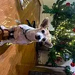 Christmas Tree, Dog, Christmas Ornament, Plant, Carnivore, Fawn, Companion dog, Dog breed, Tree, Evergreen, Christmas Decoration, Holiday Ornament, Ornament, Event, Window, Ball, Holiday, Christmas, Conifer, Happy