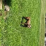 Plant, Green, Grass, Fawn, People In Nature, Wood, Woody Plant, Tree, Shrub, Trunk, Groundcover, Landscape, Leisure, Grassland, Tail, Shadow, Garden, Artificial Turf, Pasture