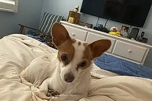Name Chihuahua Dog Alfie