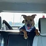 Dog, Hood, Vroom Vroom, Automotive Mirror, Vehicle, Dog breed, Carnivore, Mode Of Transport, Collar, Car, Automotive Exterior, Automotive Design, Fawn, Companion dog, Vehicle Door, Rear-view Mirror, Windscreen Wiper, Auto Part, Snout, Glass