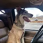 Dog, Car, Dog breed, Vehicle, Carnivore, Window, Collar, Vroom Vroom, Companion dog, Vehicle Door, Fawn, Snout, Car Seat, Auto Part, Dog Collar, Working Animal, Automotive Exterior, Fang, Canidae