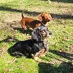 Dog, Carnivore, Plant, Dog breed, Grass, Tree, Companion dog, Trunk, Wood, Tail, Guard Dog, Terrier, Working Dog, Canidae, Shadow, Hunting Dog, Welsh Terrier